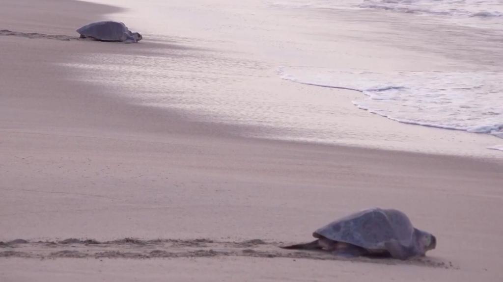 Mass nesting brings swarms of turtles to Mexican beach