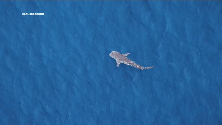 Oceanside man spots whale shark off Malibu coast