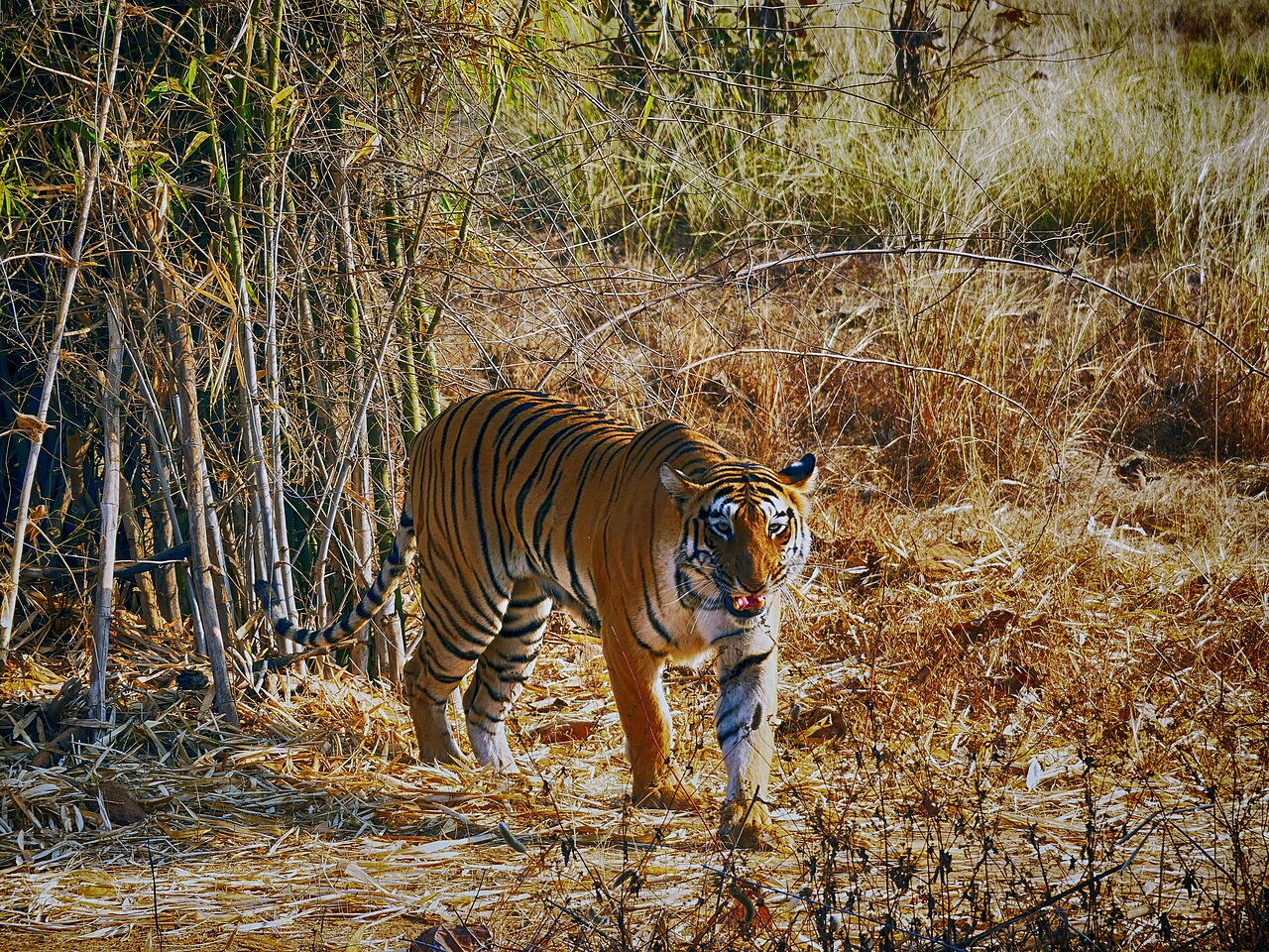 Roads, infrastructure prevent tigers from settling in Indian tiger reserve