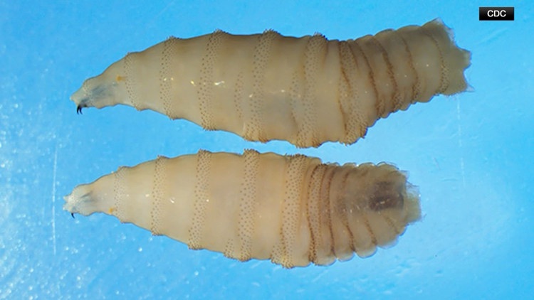 'Pest biosecurity is national security': New San Antonio facility to ramp up response to New World screwworm