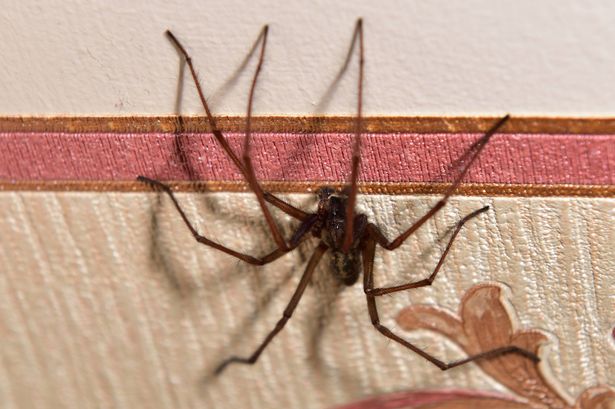 Spiders looking for sex in your home 'stay out if you use 1 smell they can't stand'
