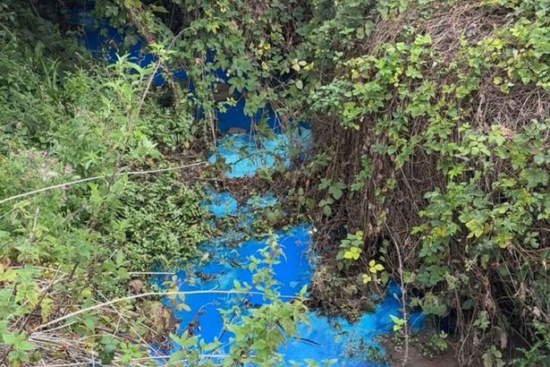 Urgent 'do not swim' warning after mystery pollutant turns river bright blue at UK beauty spot