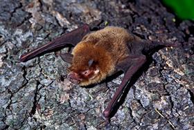 Does a new coronavirus species upend the Covid-19 lab-leak hypothesis?