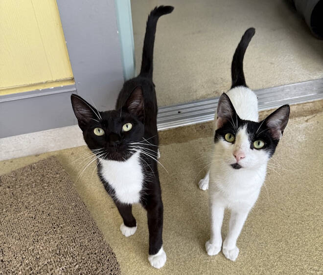 Off the news: Kauai Humane Society seeks assistance