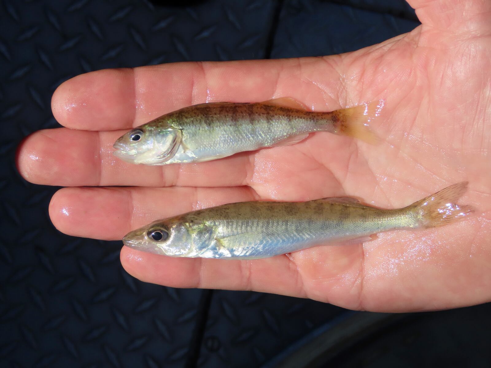 Lake Erie walleye are booming. Yellow perch are a different story
