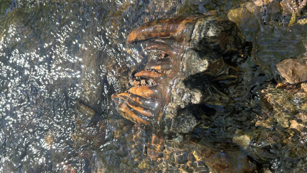 Rare Ice Age mastodon tooth discovered in California’s Bay Area
