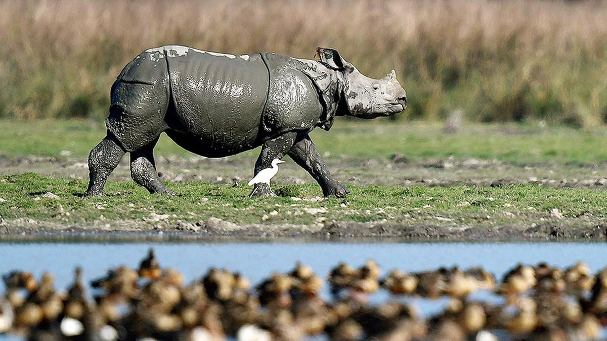 3,260 one-horned rhinos in Assam, 80% of global count: Himanta Biswa Sarma