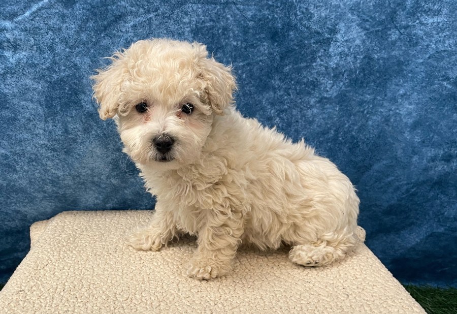 Stolen puppy found nearly 300 miles away