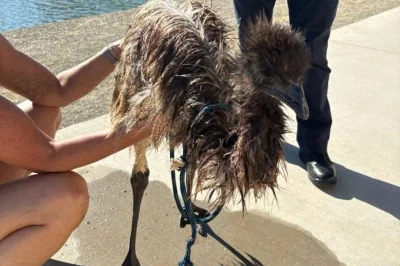 Look: Neighbors rescue stranded emu from Arizona canal