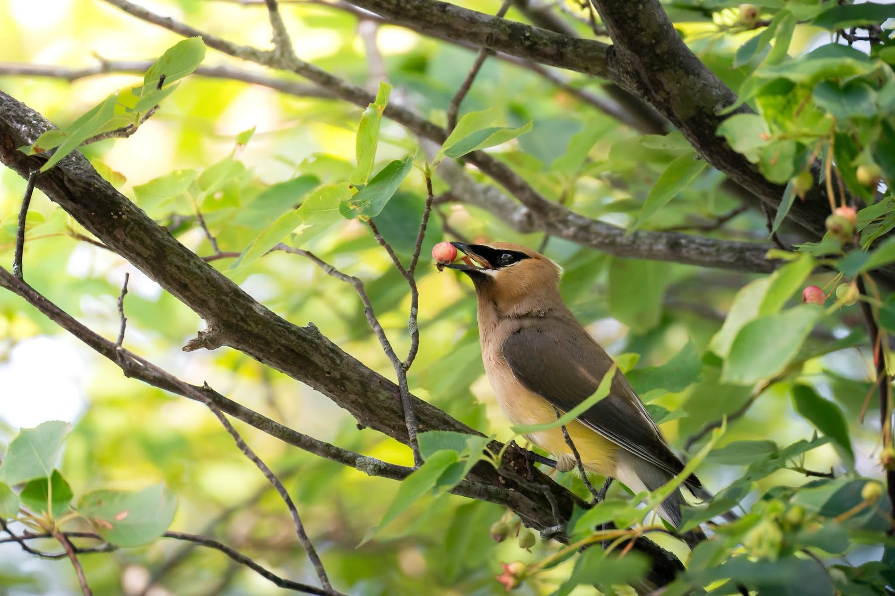 Michigan bird migration: See who’s chirping in Pictured Rocks this fall