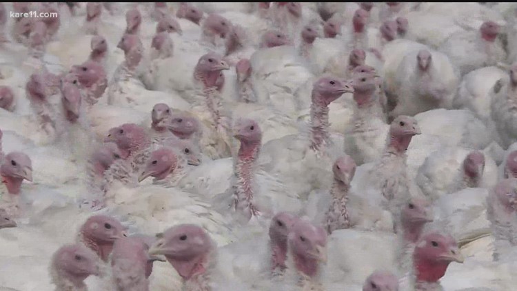Wisconsin officials confirm avian flu in Barron County