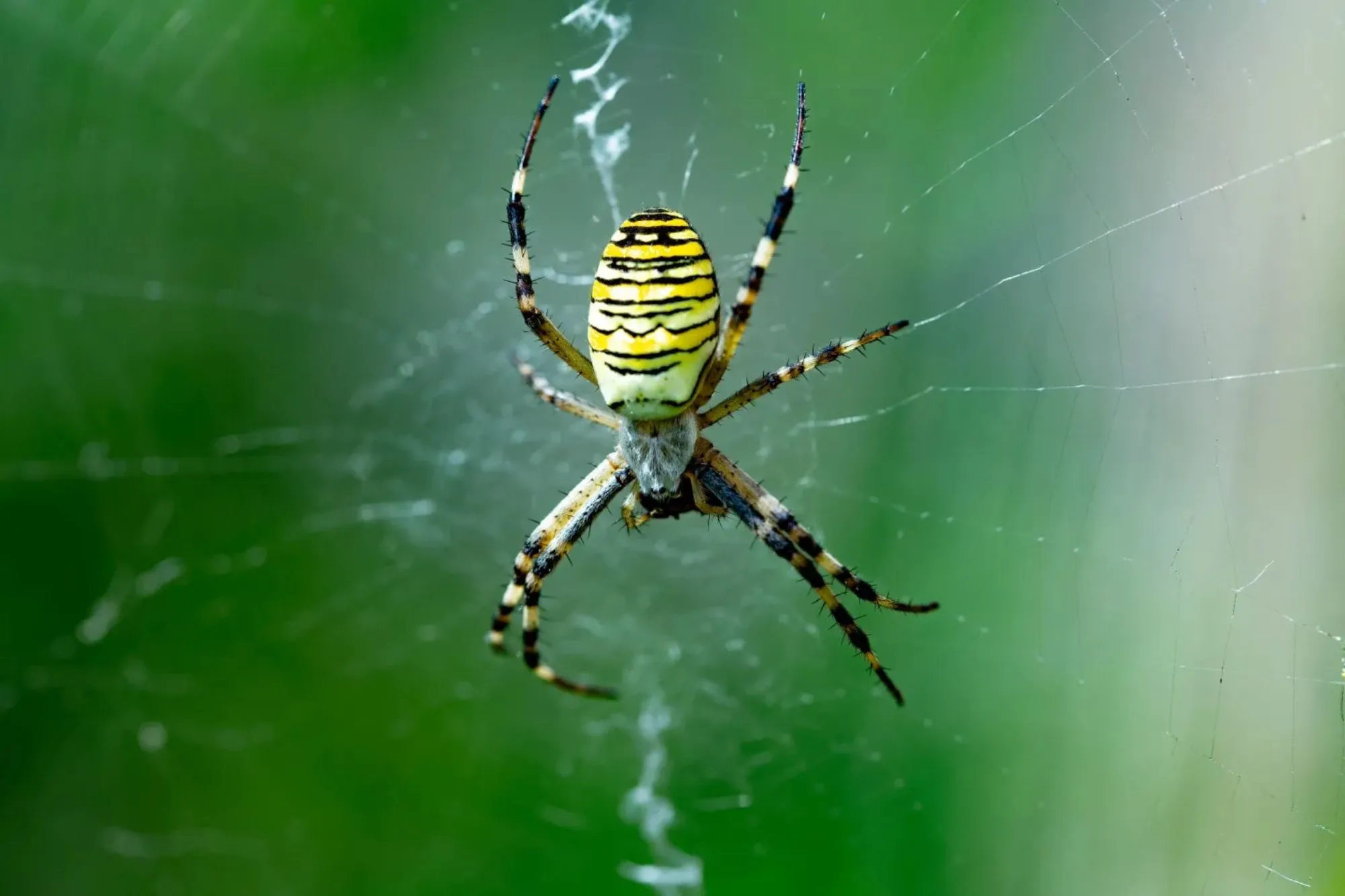 Rare WASP spider ‘as big as a credit card’ is starting to spread in England – as new string of sightings recorded