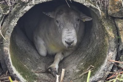 Watch: Wedged ram rescued from concrete pipe in England