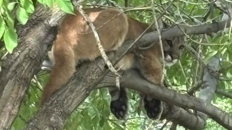 Mountain lion spotted in Westminster neighborhood