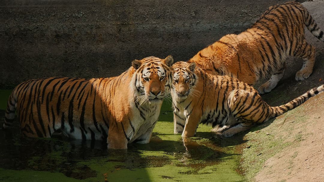 Zoo blames computer error after advertising “Child Predator Tour” tickets