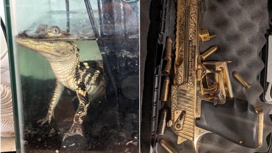 42 kilos of fentanyl, small alligator seized during search of luxury L.A. apartment