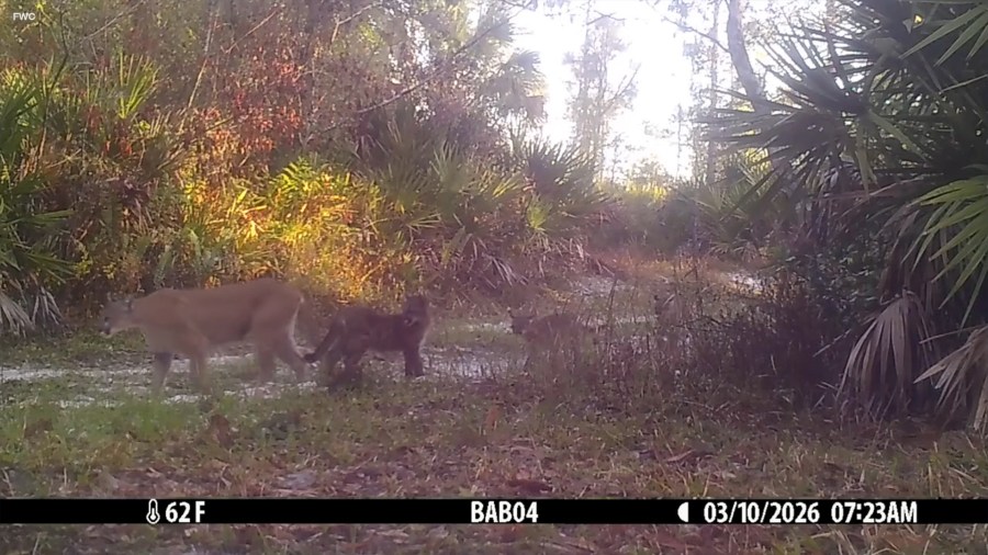 Promising sign for Florida panther spotted on trail cameras: FWC