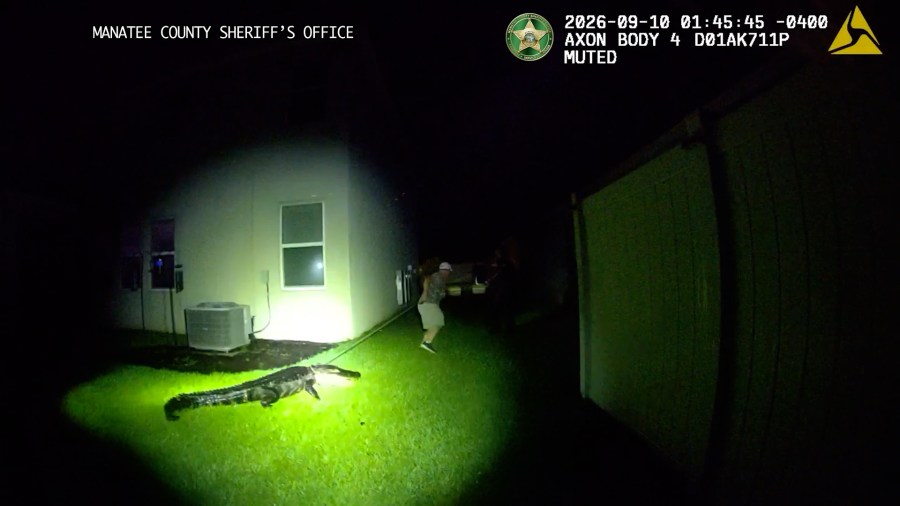 WATCH: Deputies, trapper wrangle alligator found in Manatee County woman's backyard