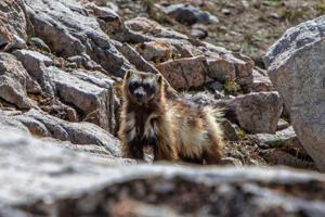 Rare wolverine documented in Idaho’s central mountains