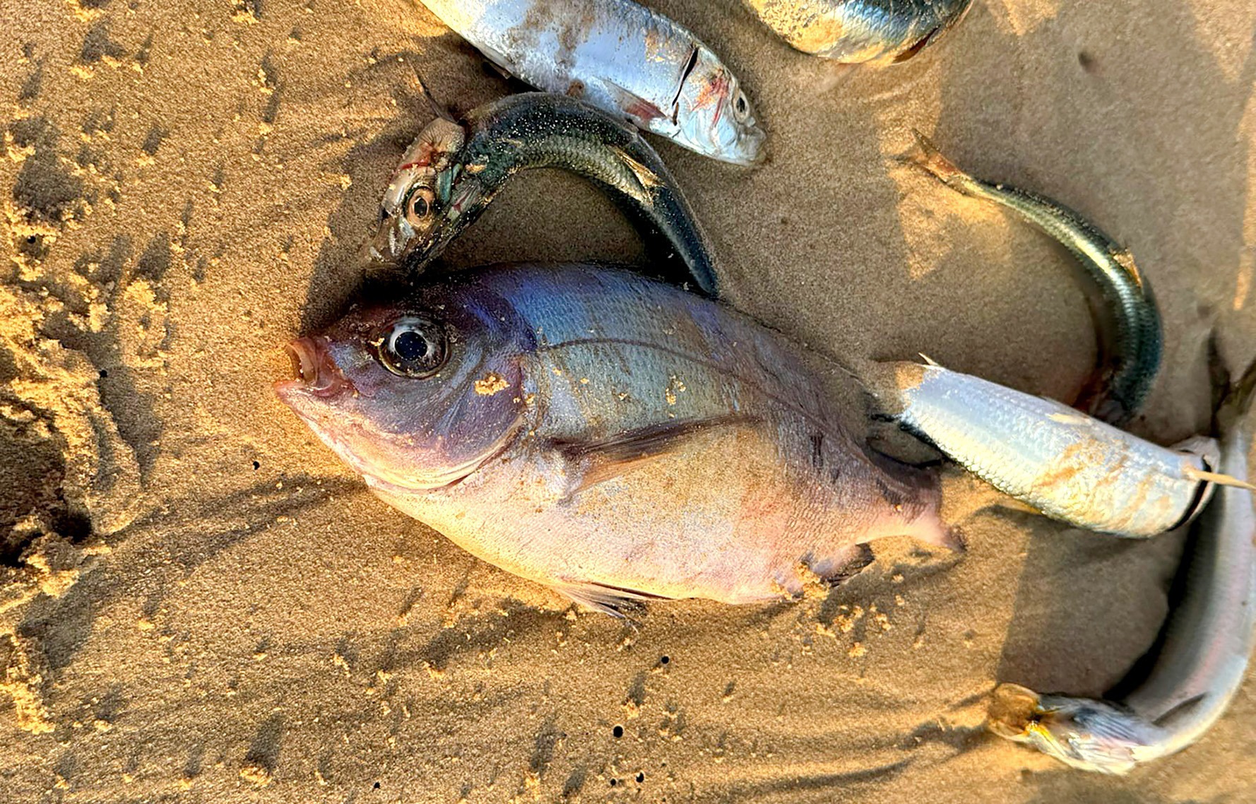 SARDINE SQUEEZE: DFFE limits catches to 25% while fish die-off impact uncertain