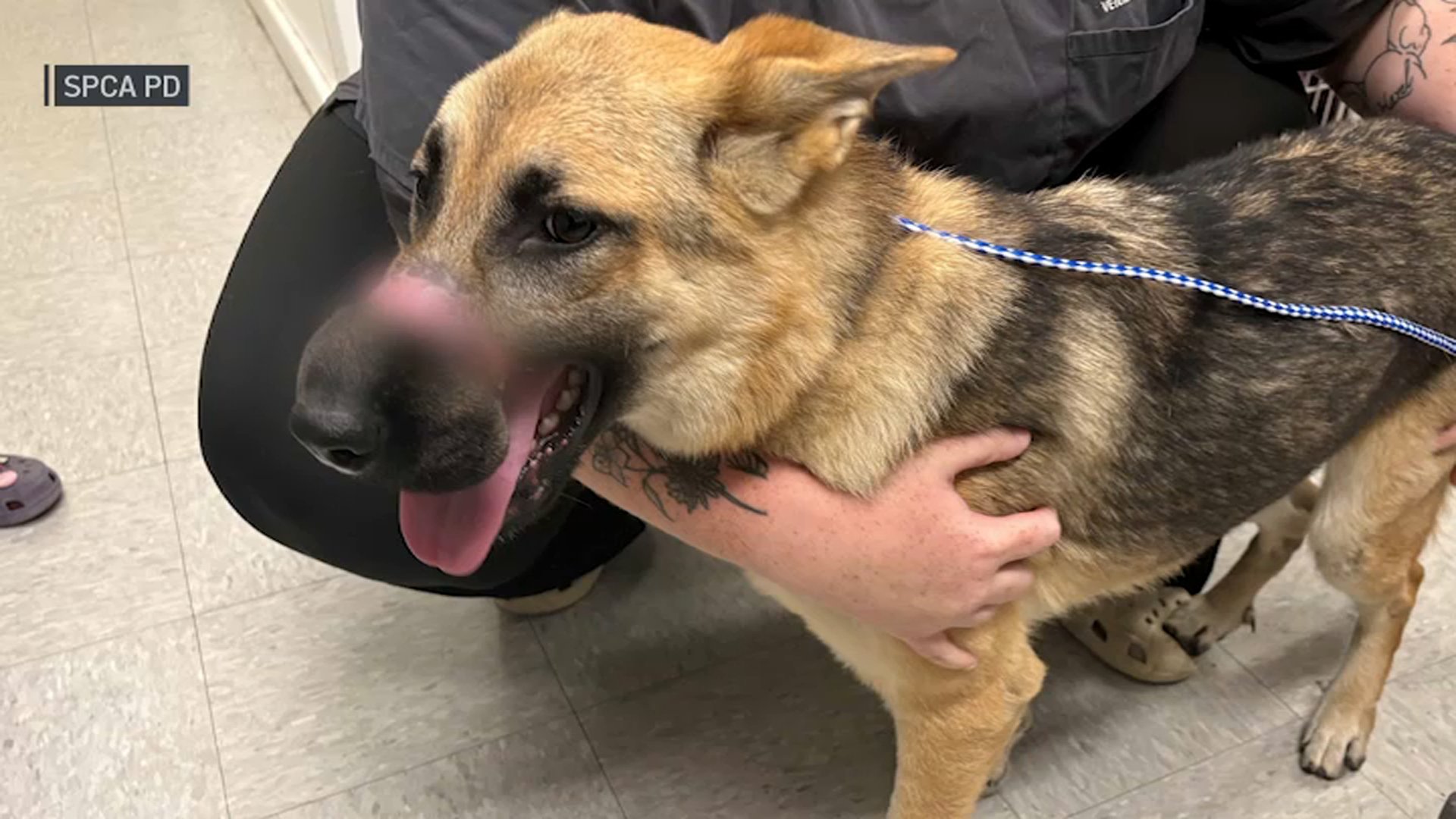 Dog found in NY town with muzzle bound shut with electrical tape, officials say
