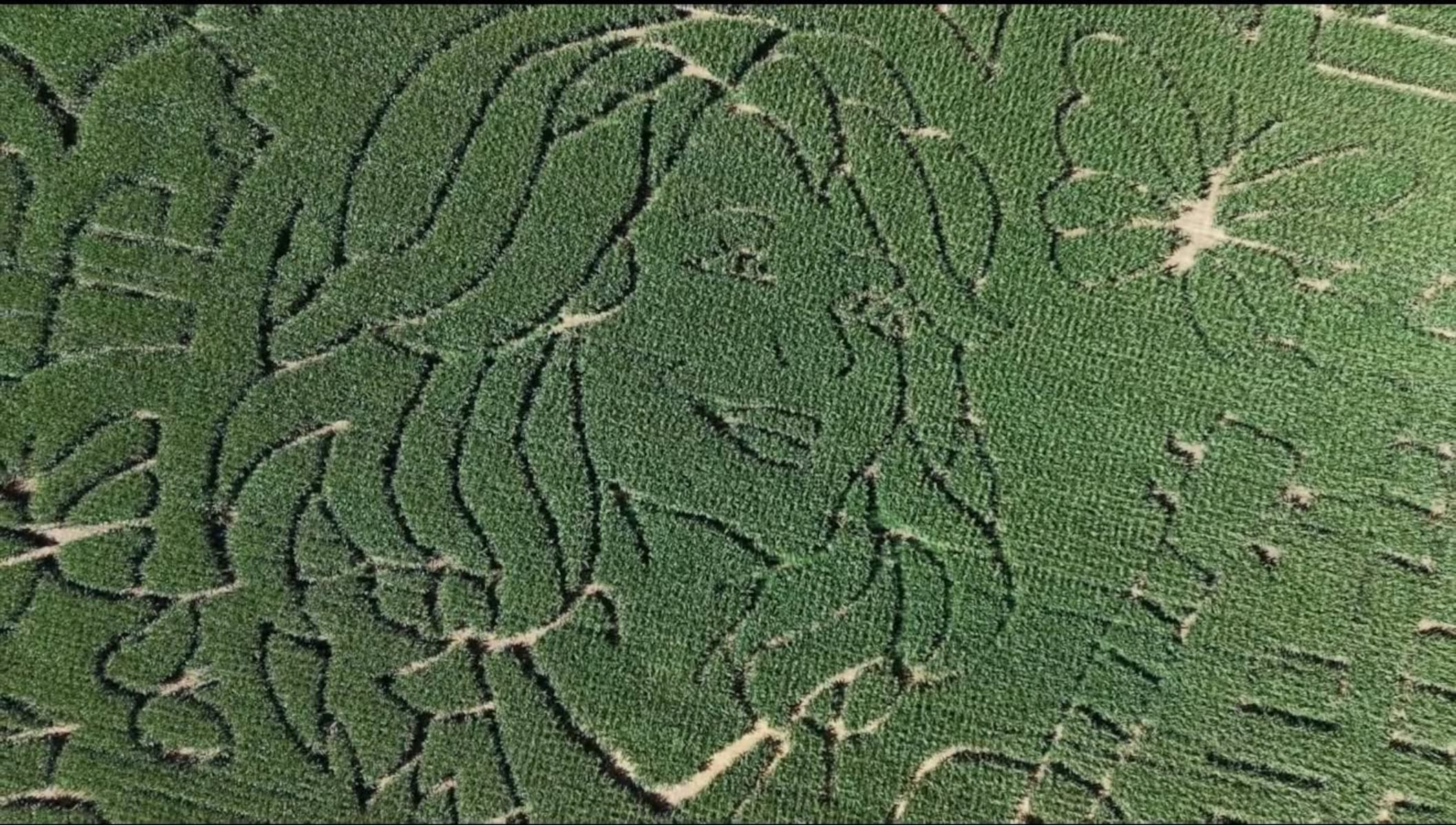 Pa. farm honors Dolly Parton with corn maze celebrating her Imagination Library