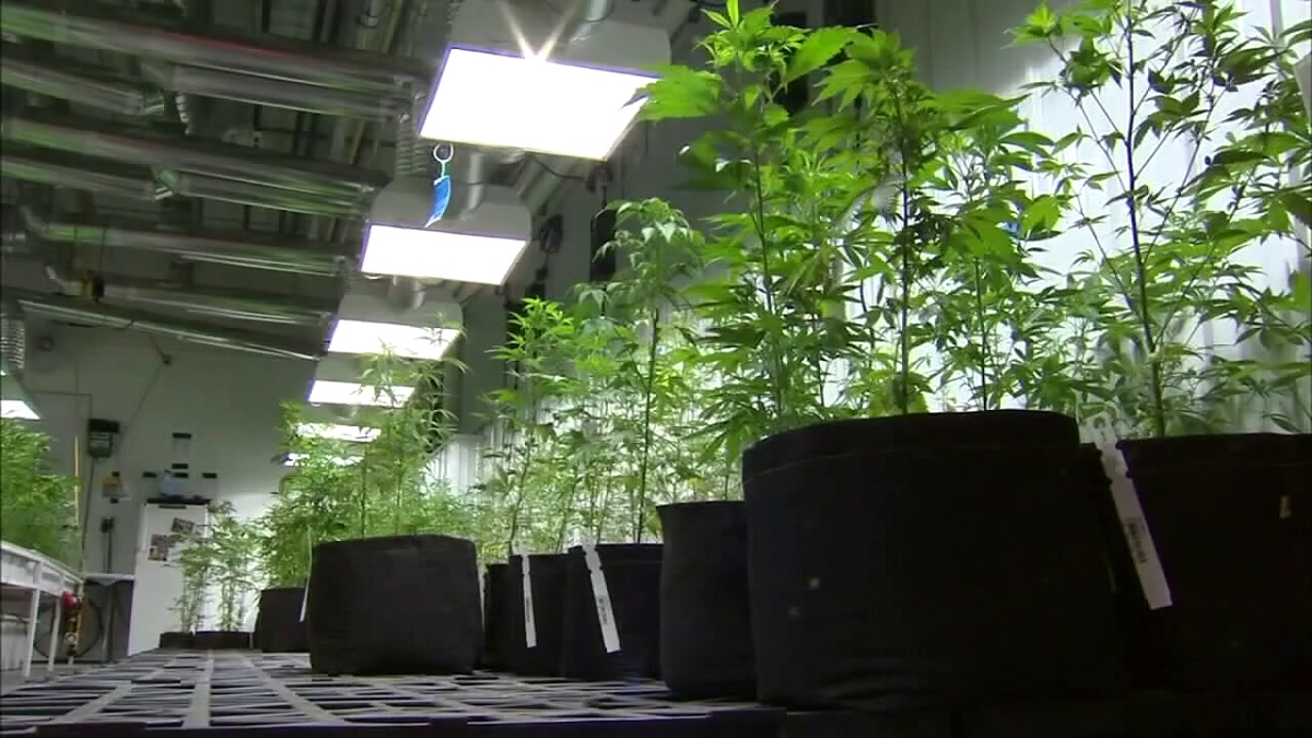 Minnesota cannabis sales top $250 million over 10-month period