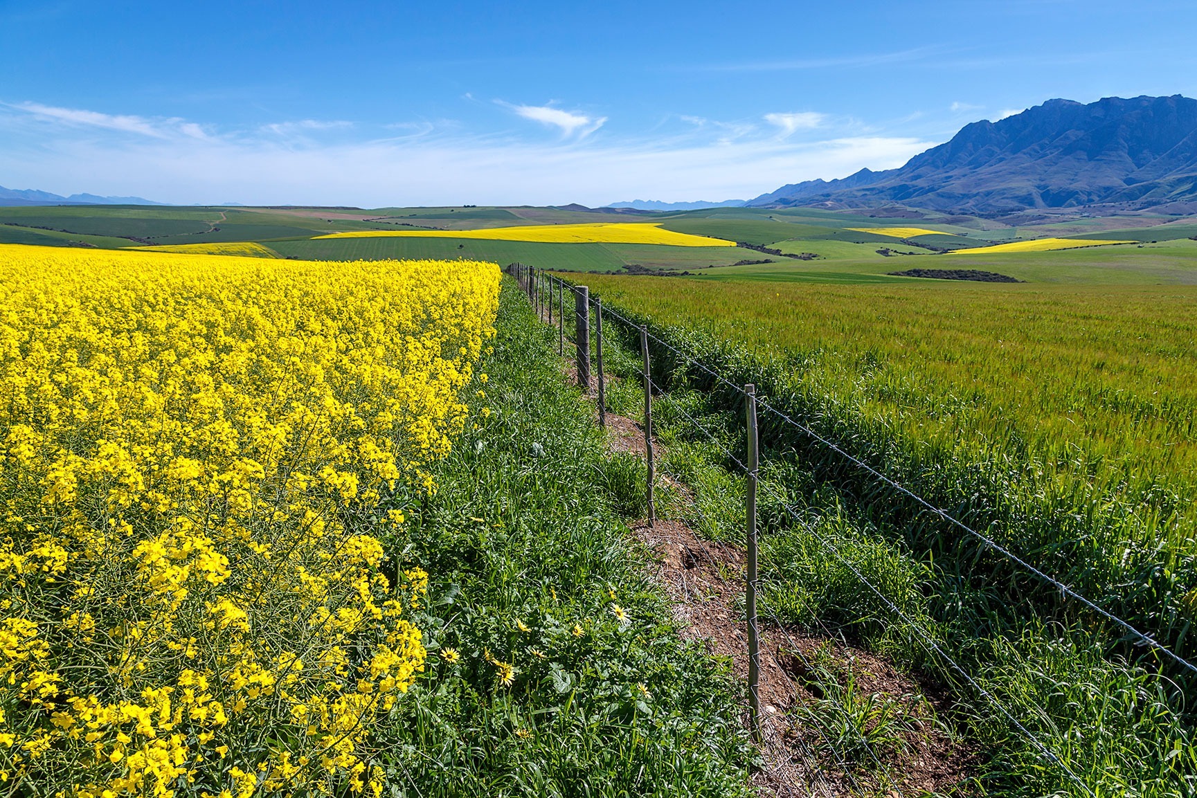HARD ROW TO HOE: Bread & Wine: What’s the future of wheat and wine farming? (Part Six)