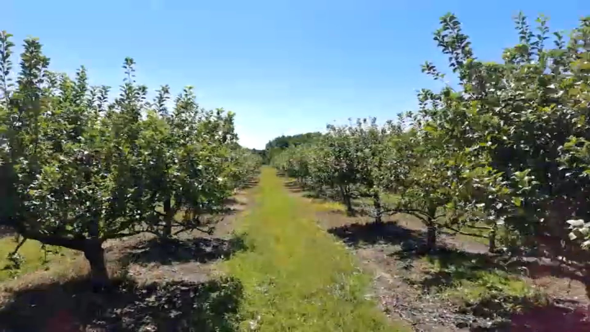 South Jersey farms lose most apples due to spring freeze, adapt for fall crowds