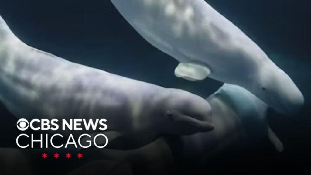 Osiris, rescued beluga at Shedd, showing signs of improvement, aquarium says
