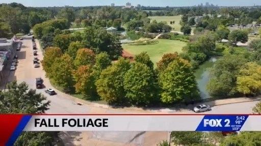 Why fall colors are changing early in St. Louis