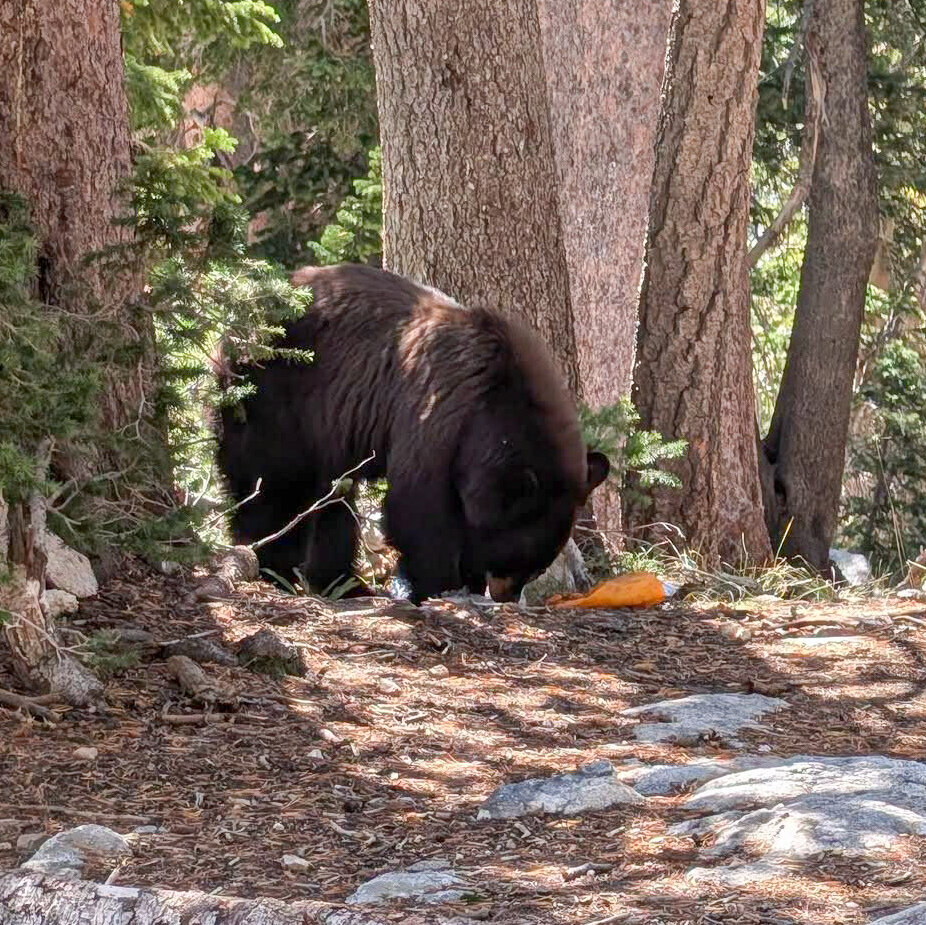 Black Bear Euthanized at Grand Teton National Park, Officials Say