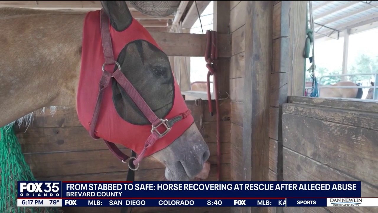 Abused horse recovering after stabbing, rescue says
