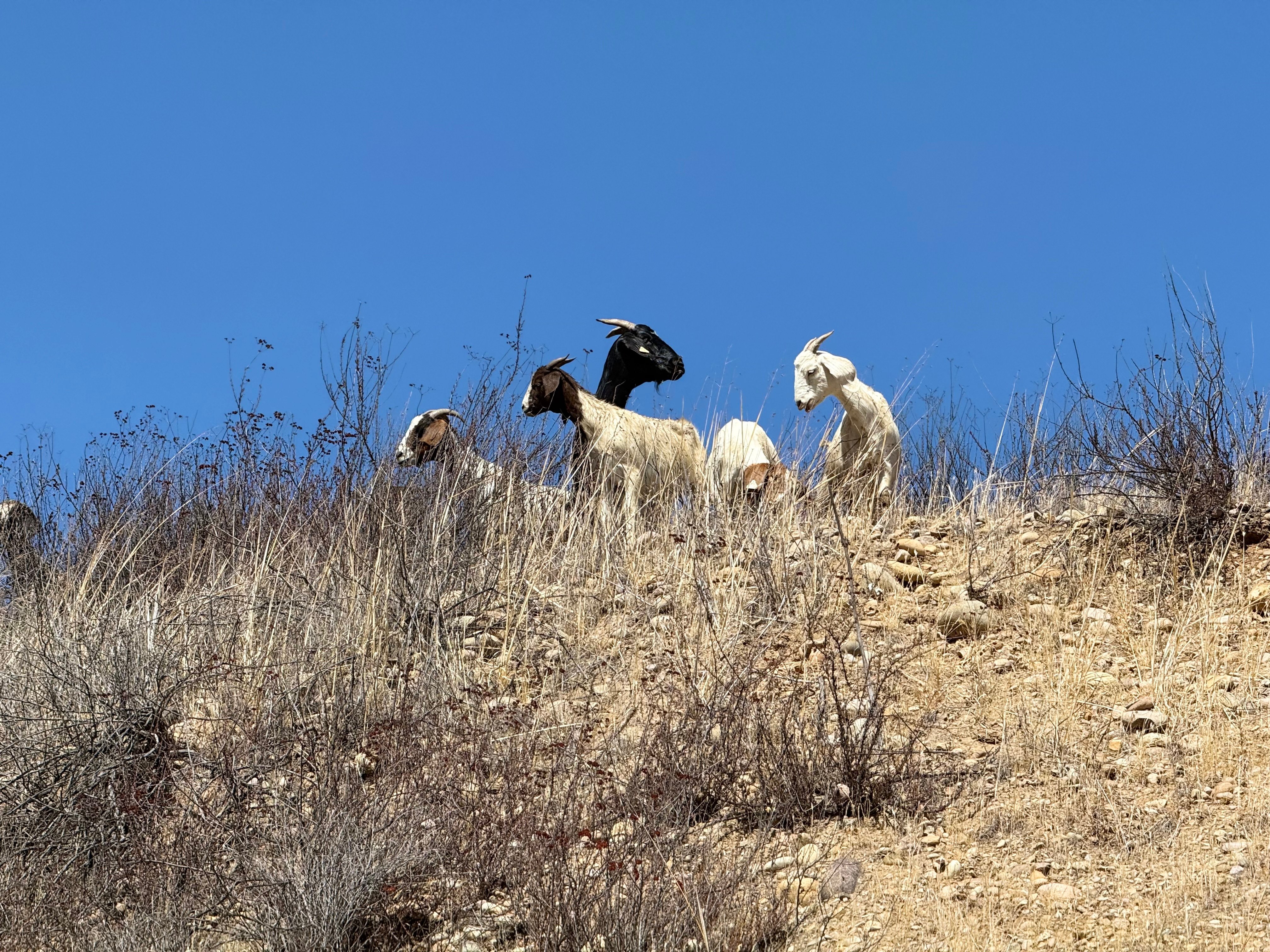 Almost 500 goats arrive at MCAS Miramar as eco-friendly wildfire tool