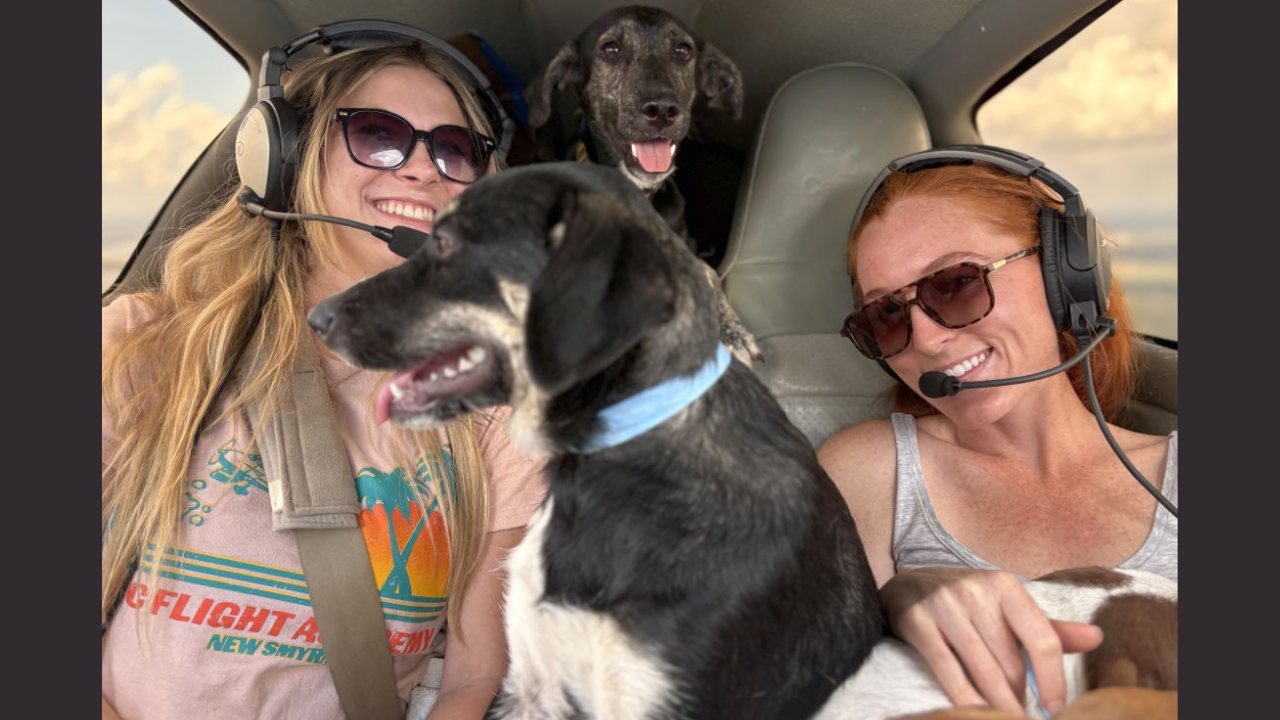 Florida volunteer pilots rescue 12,000 shelter pets with flights