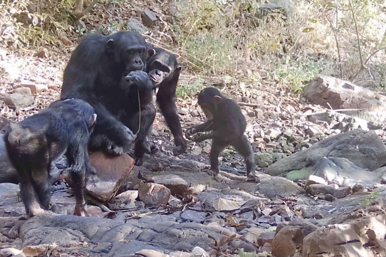 Wild chimpanzees teach youngsters by handing them tools