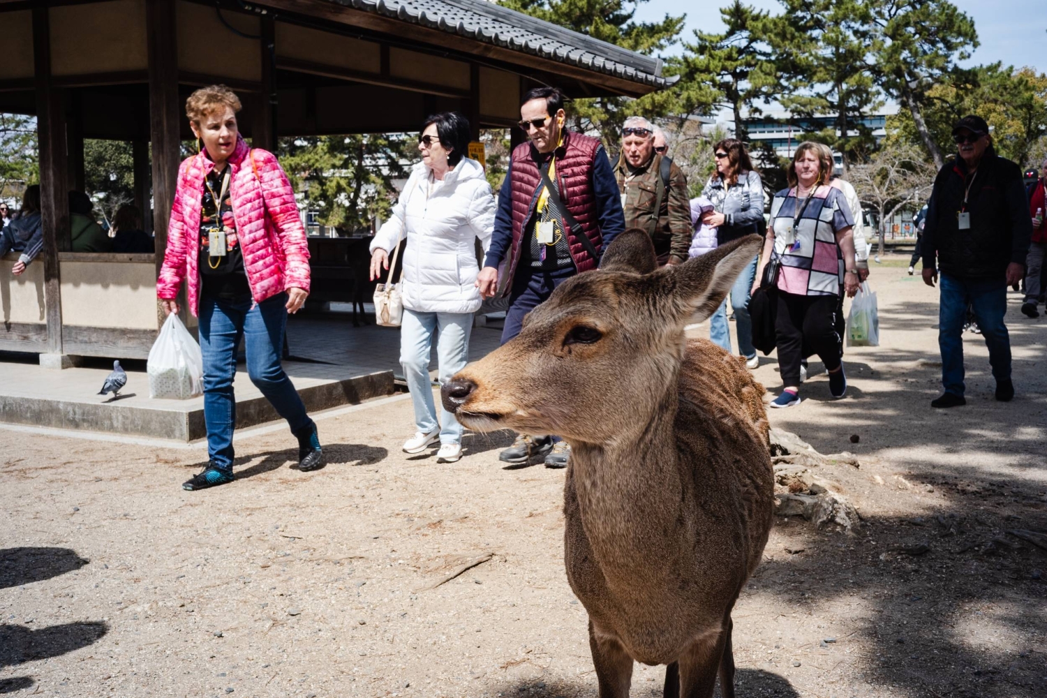 Drop in Chinese visitors drives decline in Japan’s inbound tourism in August