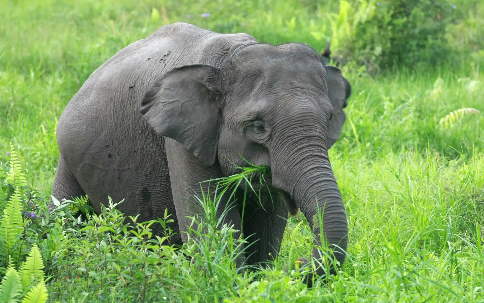 Wildfires push endangered Sumatran elephants to brink