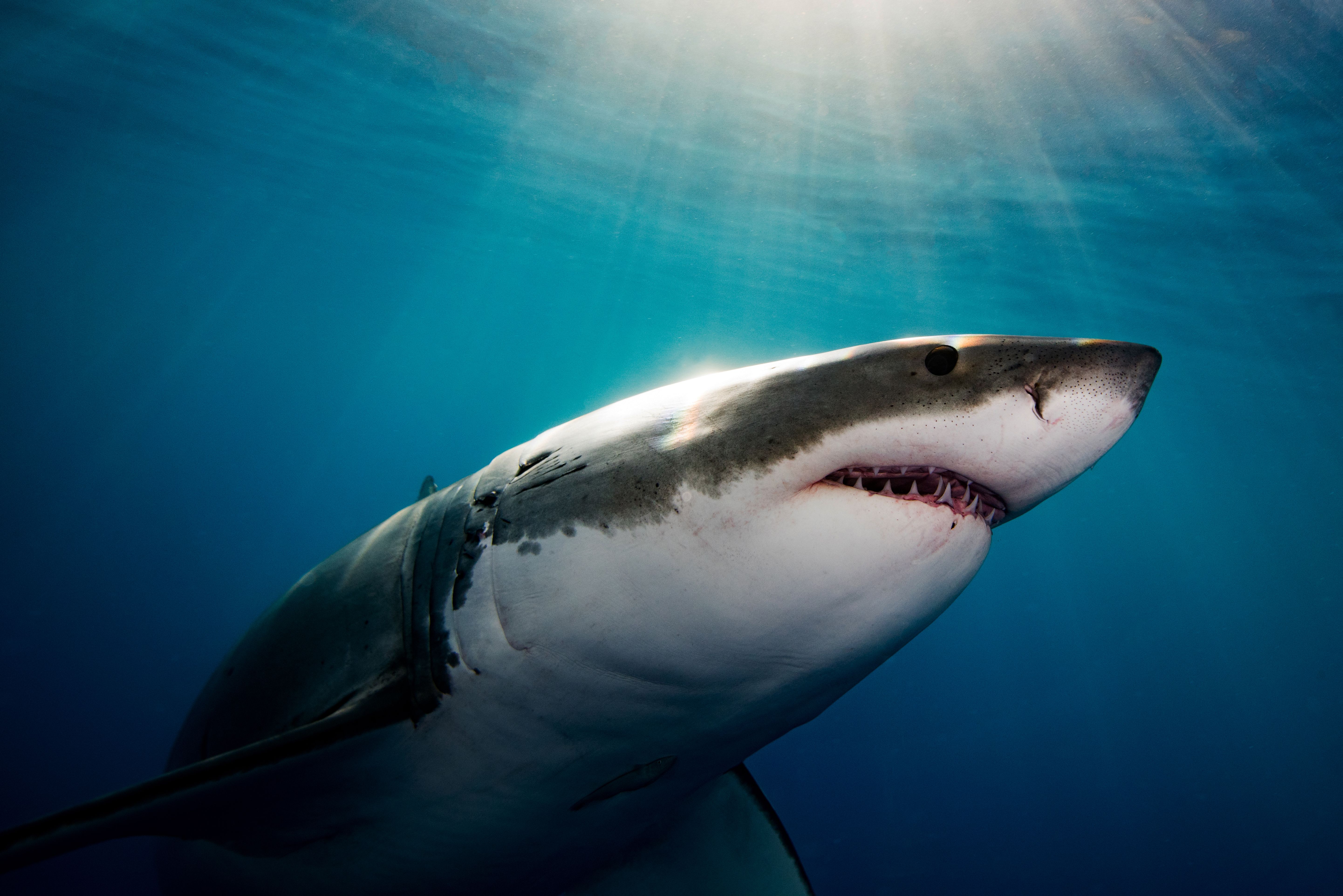 Why It Seems Like Great White Sharks Are Overrunning Maine