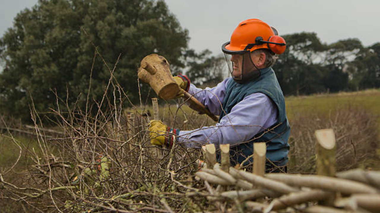 2,500 British farmers aim to revive 1,300km of hedgerows to help wildlife