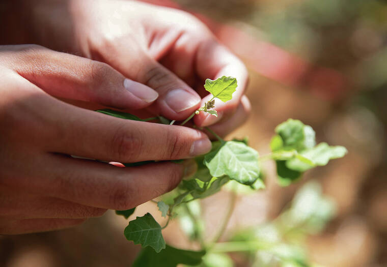 Off the news: Native plants blossom under Big Isle bill