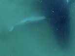 Whales grieve just like humans: Heartbreaking video shows a humpback mother watching over her stillborn calf