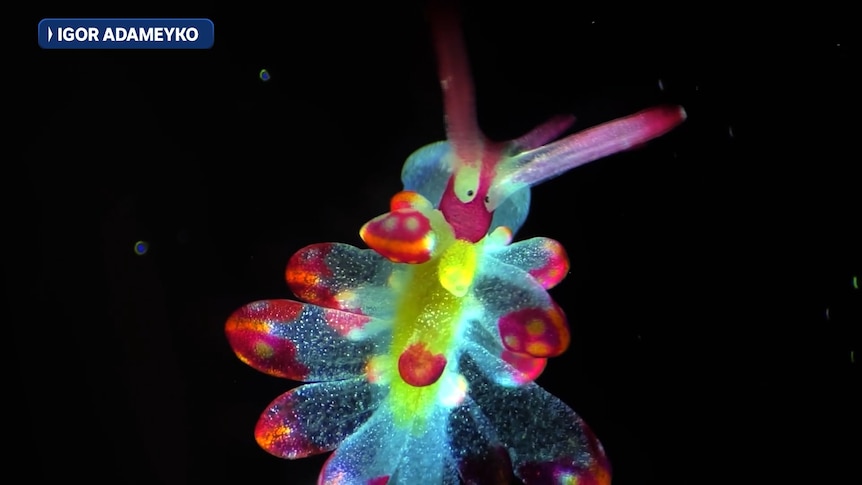 Tiny cells and creatures dazzle in microscopic video competition