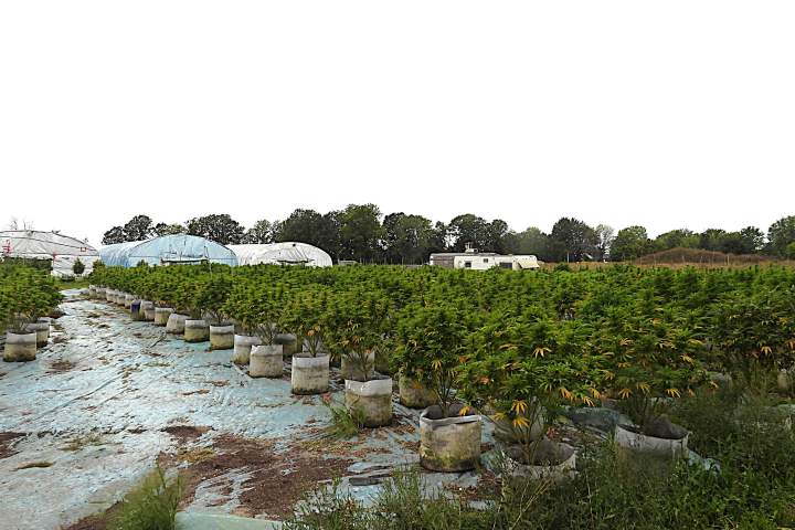 8 charged after $2.8M in illicit cannabis seized on Tyendinaga Mohawk Territory