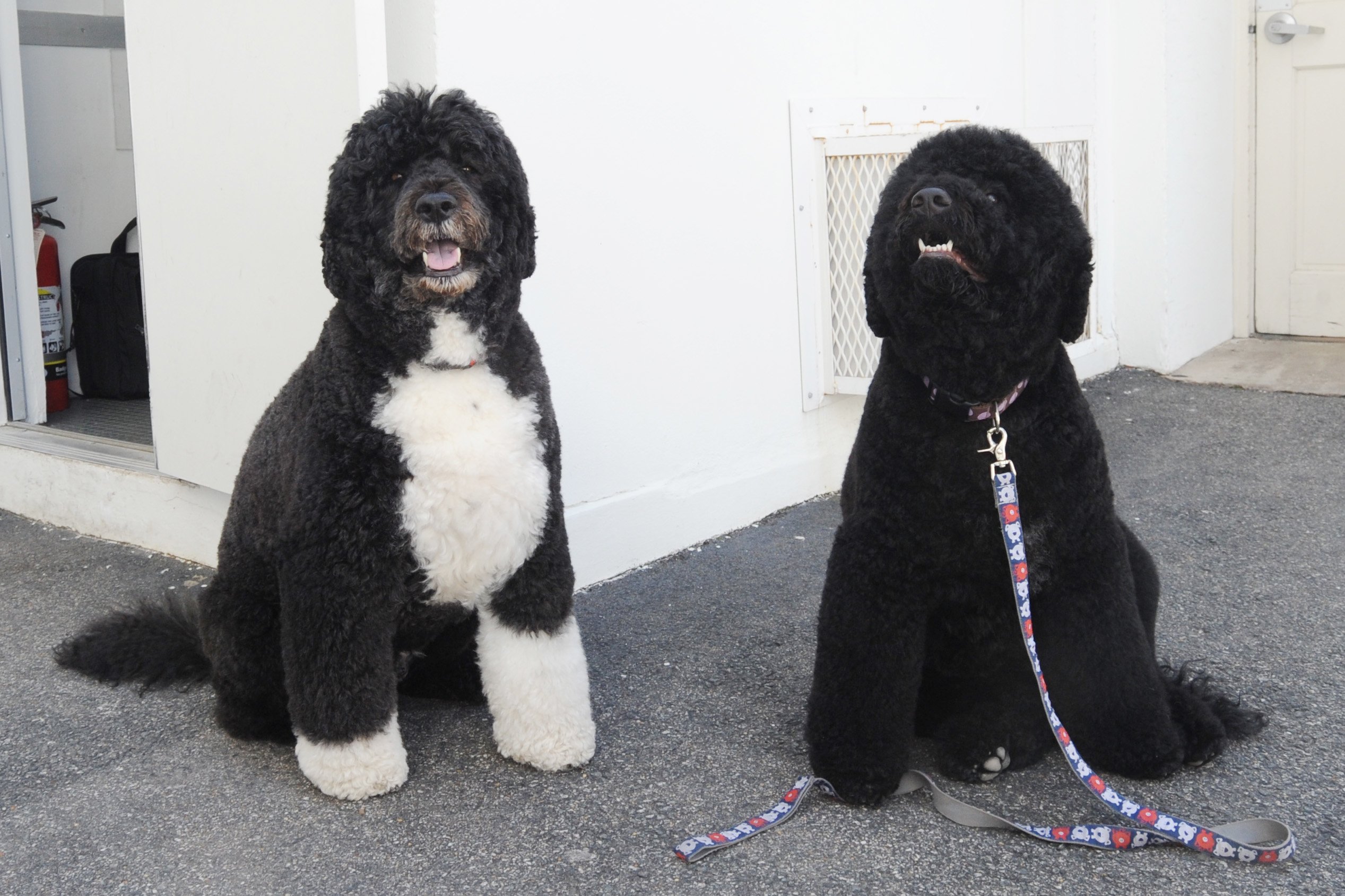 Obamas announce loss of dog Sunny, ‘a cherished member of our family'