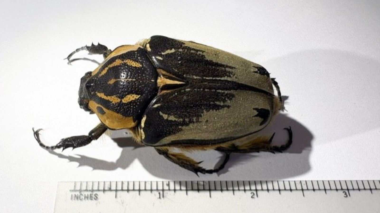 Rare live beetles seized in Philadelphia in alleged smuggling attempt