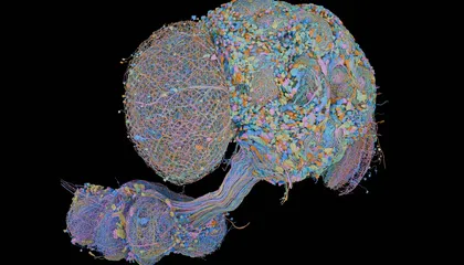 This New Brain Map Shows Every Nerve Cell in an Adult Male Fruit Fly's Central Nervous System. Here's Why That Matters