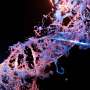 Prime assembly can correct multiple mutations at once, pointing toward universal gene therapies