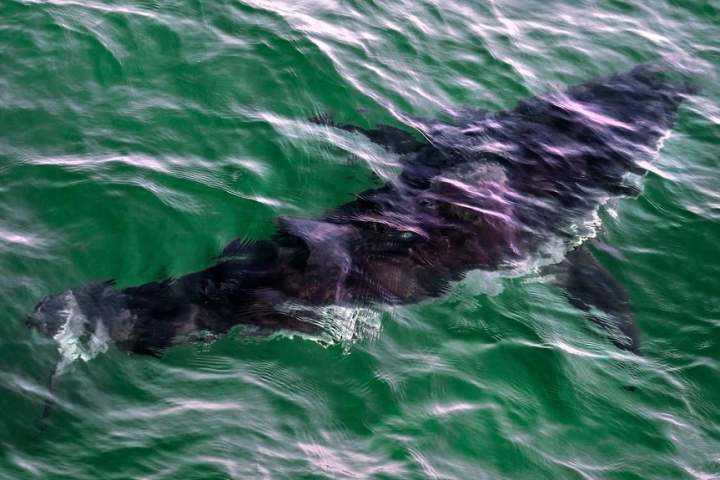 Diver hospitalized after great white shark attack off Quebec’s Gaspé coast
