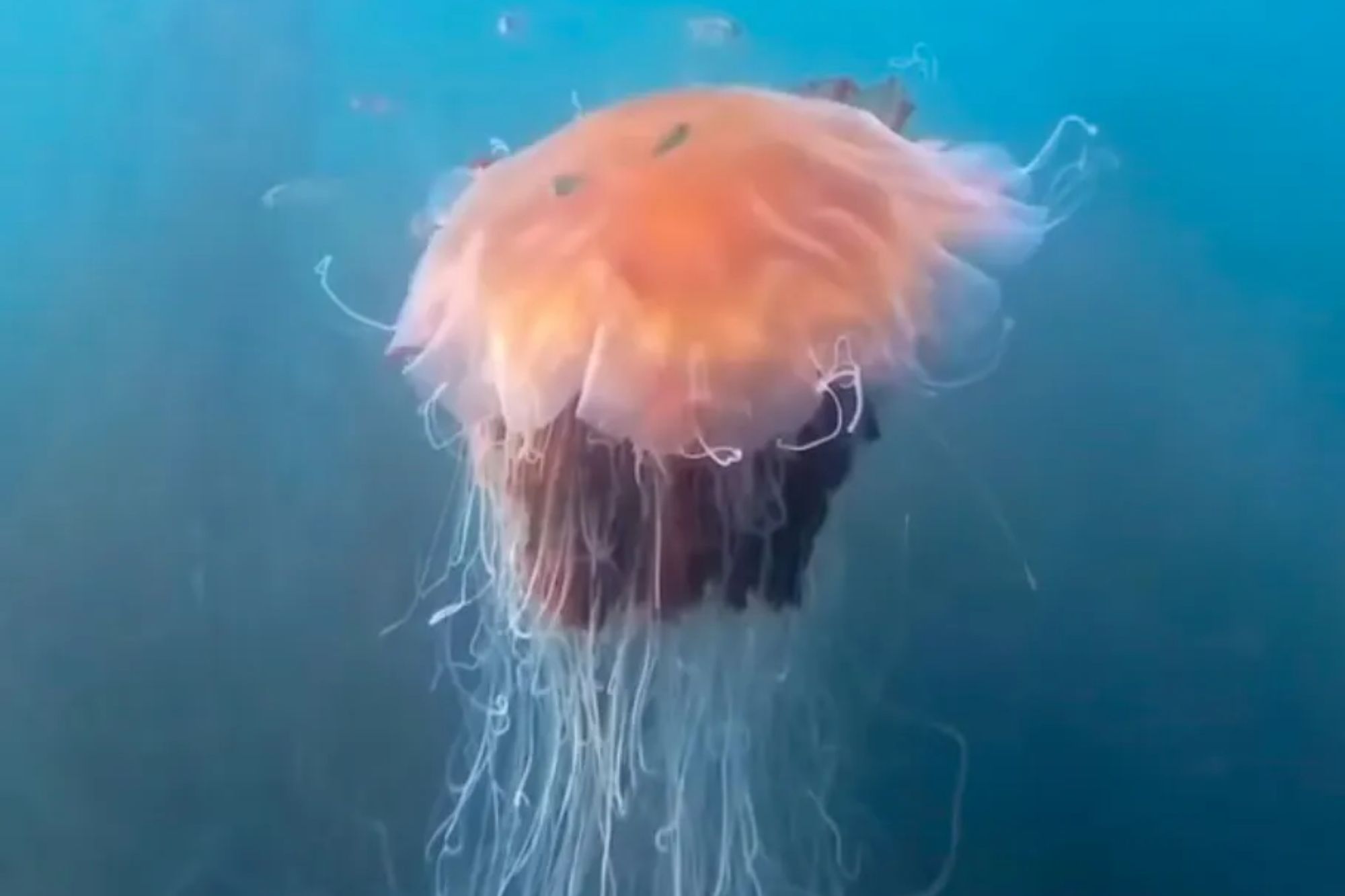 Moment monster 40ft jellyfish with excruciating sting is spotted off UK coast – as beachgoers warned